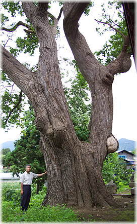 画像:鍋田稲荷神社のハリギリ(幹と並ぶ)