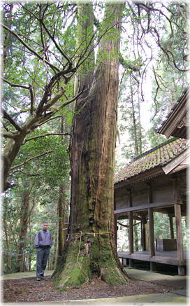 画像:八社神社のヒノキ(幹と並ぶ)