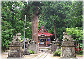 画像:中野神社のスギ(拝殿前のスギ)