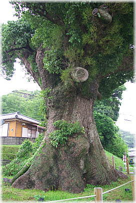 画像:南蛮船係留の大くす