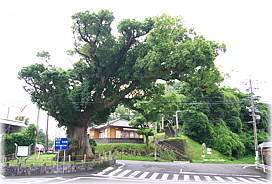 画像:南蛮船係留の大くす_3
