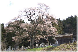 画像:二段田のひがん桜(全景1)