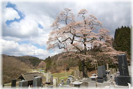 画像:二段田のひがん桜(全景2)