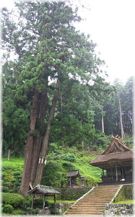 画像：新井神社の三本杉（全景）