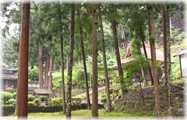 画像：新井神社の三本杉（境内）