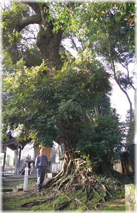 画像：熊野神社のスダジイ（幹と並ぶ）