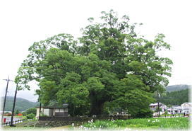 画像:野間の大ケヤキ(全景)