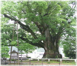 画像:野間の大ケヤキ_3