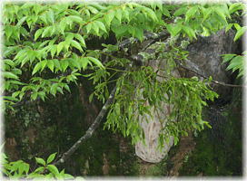 画像:野間の大ケヤキ_4