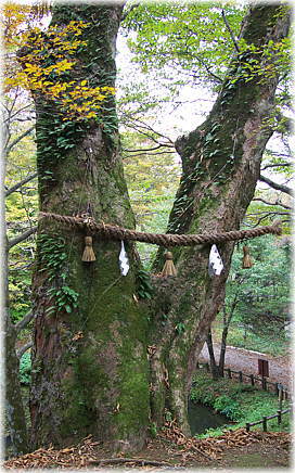 画像:越知神社のトチノキ_2