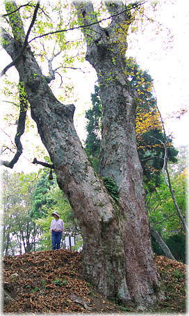 画像:越知神社のトチノキ(幹と並ぶ)