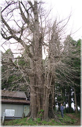 画像：荻神社のイチョウ（幹と並ぶ）