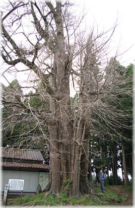 画像:荻神社のイチョウ(幹と並ぶ)