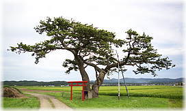 画像:沖飯詰の松(全景)
