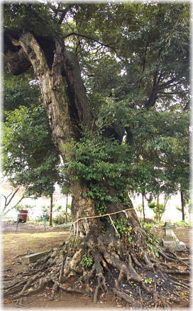 画像:小文間香取神社のシイ