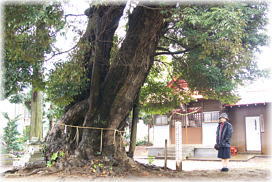 画像:小文間香取神社のシイ(幹と並ぶ)
