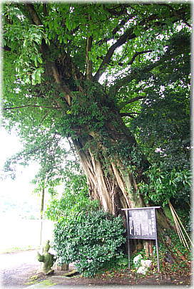 画像:鬼丸神社のアコウ