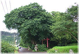 画像:鬼丸神社のアコウ(遠景)