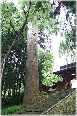 画像:大安寺の大スギ_1