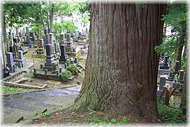 画像:大安寺の大スギ_2
