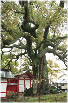 画像:春日神社の御神木_1
