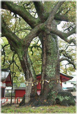 画像:春日神社の御神木_3