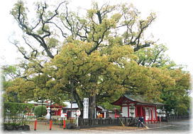 画像:春日神社の御神木_2