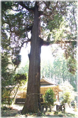 画像:八坂神社のスギ-A