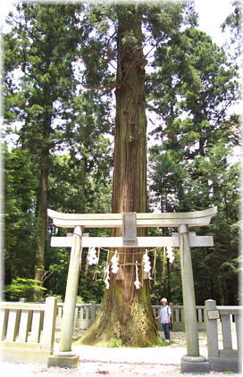 画像:大杉神社の次郎杉(幹と並ぶ)