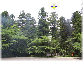 画像：大杉神社の次郎杉（遠景）