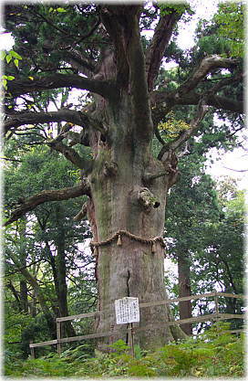 画像:大滝神社の大スギ