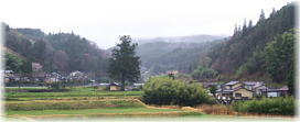 画像:滝上の大友杉(遠景)