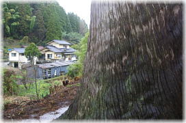 画像:滝上の大友杉