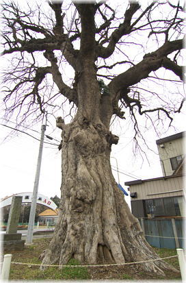 画像:大塚戸のムクノキ