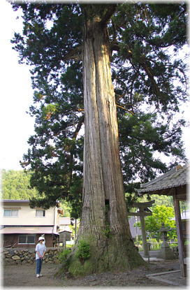 画像:大内神社の大スギ(幹と並ぶ)