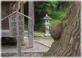 画像:大内神社の大スギ(根元の瘤)