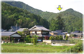 画像:大内神社の大スギ(遠景)