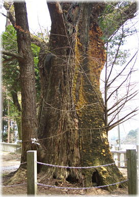 画像:大山祇神社の公孫樹_2