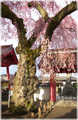 画像:乙姫桜
