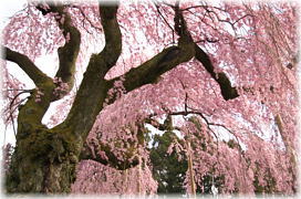 画像:乙姫桜(花)