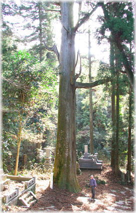 画像:羅漢寺のスギ(幹と並ぶ)