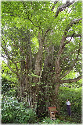 画像:西越のカツラ(幹と並ぶ)
