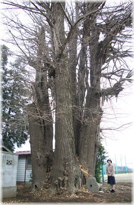 画像:逆井香取神社のイチョウ(幹と並ぶ)