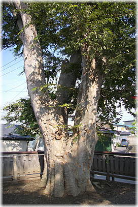 画像:二子石稲荷神社のケヤキ_1