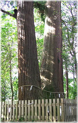 画像:佐那神社の夫婦杉