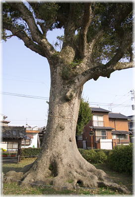 画像:算所の大樟_2