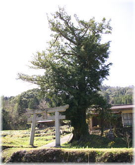 画像:三所権現のカヤ(全景)
