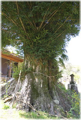 画像:三所権現のカヤ