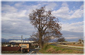 画像：七覚川堤防のケヤキ（全景）
