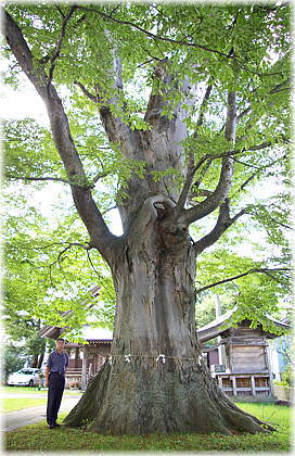 画像:下虻川神明社のケヤキ(幹と並ぶ)